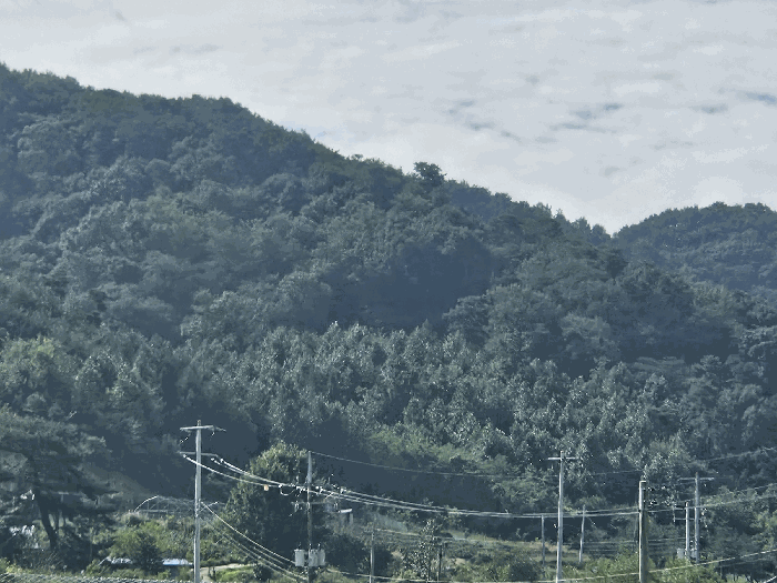 세종 연서면 임야 경매 물건 사진 4 · 2025타경503458