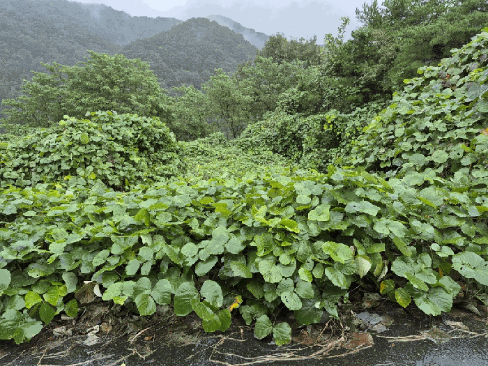 충청남도 금산군 제원면 용화리 39-3 임야 경매 물건 사진