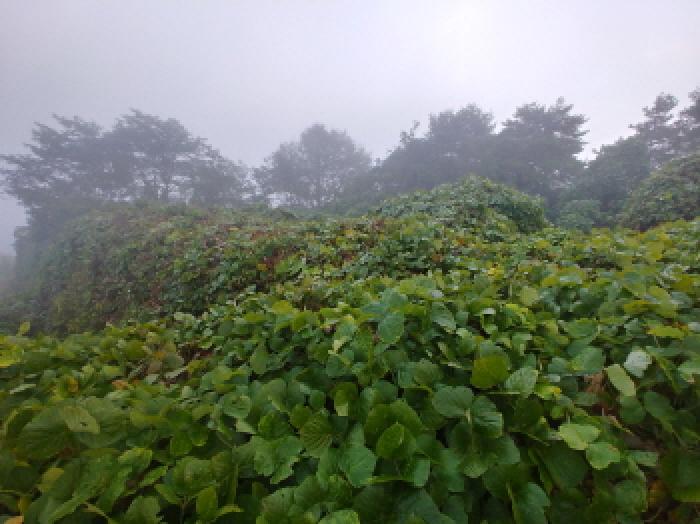 충남 금산군 제원면 임야 경매 물건 사진 3 · 2025타경503493