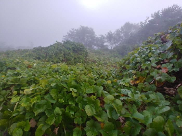 충남 금산군 제원면 임야 경매 물건 사진