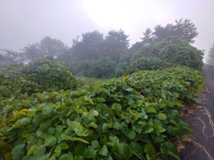 충남 금산군 제원면 임야 경매 물건 사진 2 · 2025타경503493