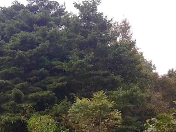 충남 금산군 금성면 임야 경매 물건 사진 5 · 2025타경503652