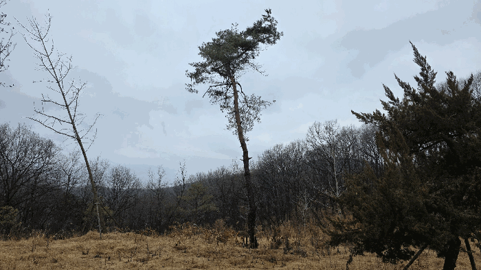 세종 연기면 임야 경매 물건 사진 4 · 2025타경504056
