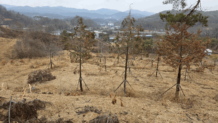 세종 연기면 임야 경매 물건 사진 5 · 2025타경504056