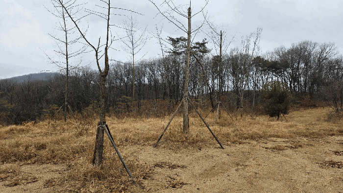 세종 연기면 임야 경매 물건 사진 6 · 2025타경504056