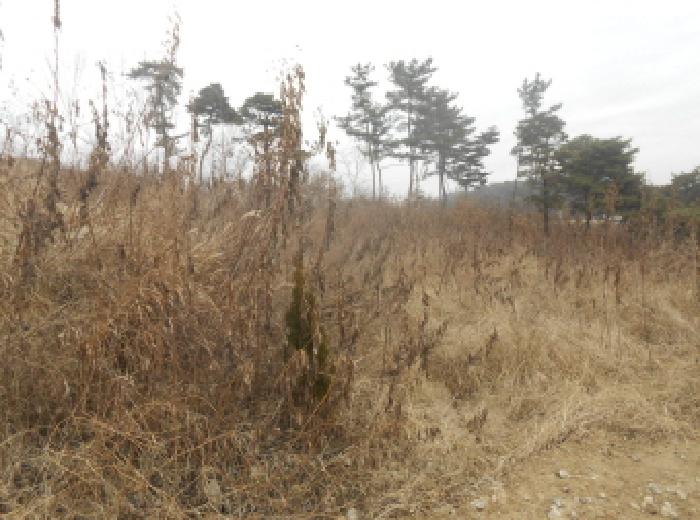 세종 연기면 전답 경매 물건 사진