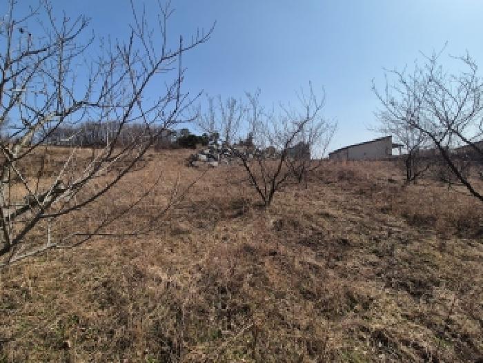 세종 장군면 대지,임야,전답 경매 물건 사진 6 · 2026타경600329