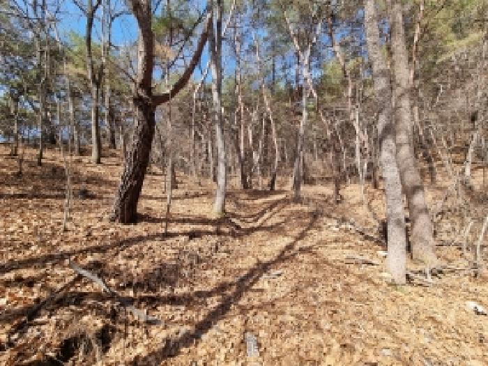 충남 금산군 진산면 임야 경매 물건 사진 3 · 2026타경600332