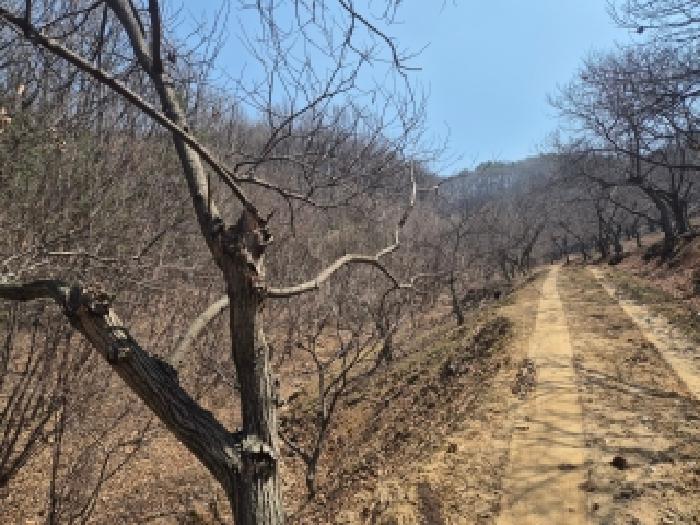 세종 장군면 임야 경매 물건 사진