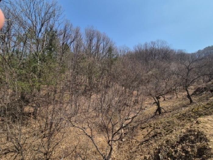 세종 장군면 임야 경매 물건 사진 2 · 2026타경600525
