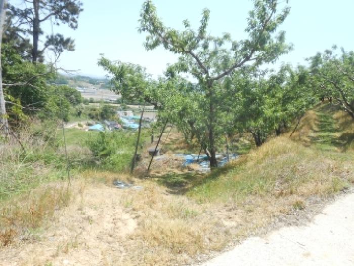 세종 연서면 과수원 경매 물건 사진 2 · 2026타경600884