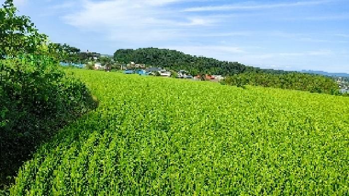 충남 홍성군 광천읍 답 경매 물건 사진