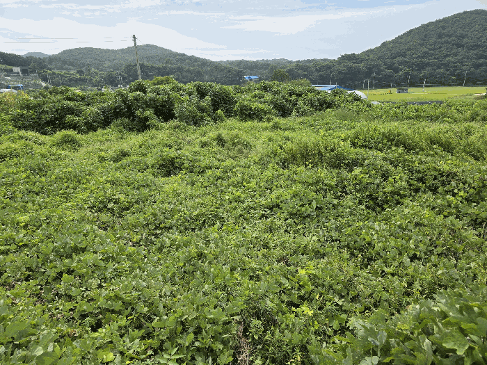 충남 보령시 천북면 대지 경매 물건 사진 6 · 2025타경1155