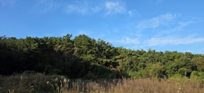 충남 보령시 오천면 임야 경매 물건 사진
