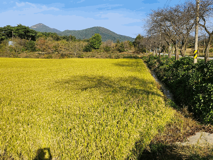 충남 예산군 덕산면 전답 경매 물건 사진 3 · 2025타경1169