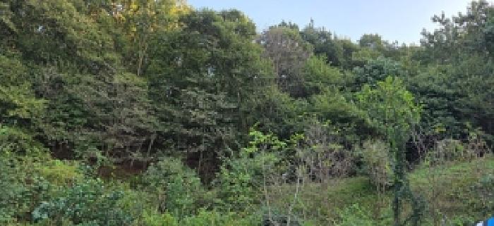 충남 예산군 봉산면 임야 경매 물건 사진