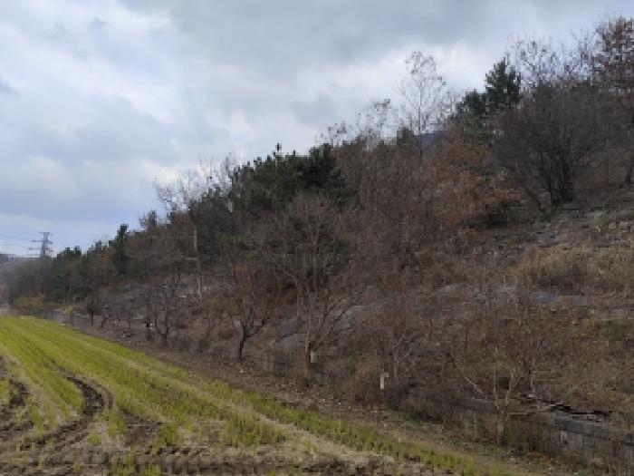 충남 보령시 주교면 임야 경매 물건 사진 6 · 2025타경1216