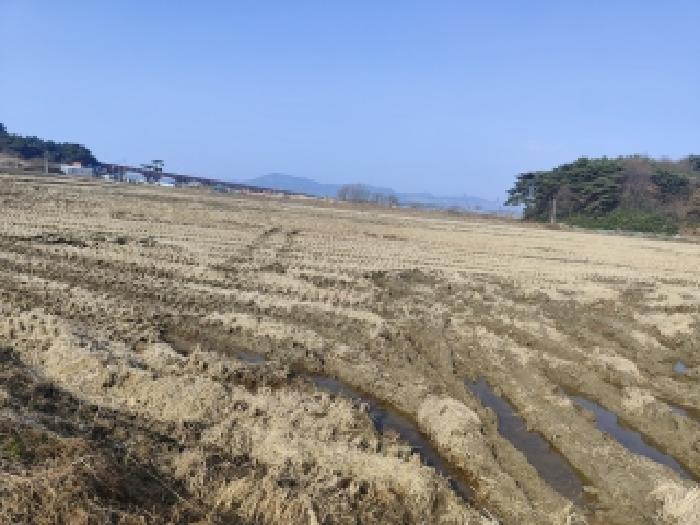 충남 보령시 내항동 전답 경매 물건 사진 4 · 2025타경1247