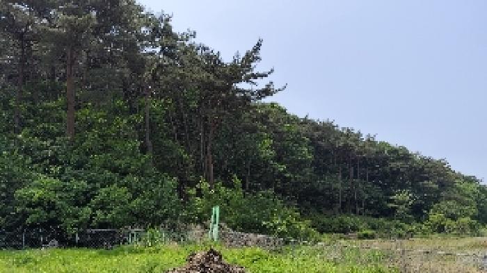 충남 보령시 오천면 임야 경매 물건 사진
