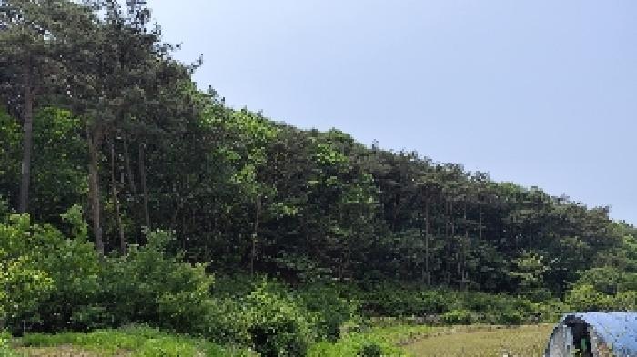 충남 보령시 오천면 임야 경매 물건 사진 3 · 2025타경15704