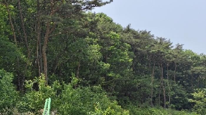 충남 보령시 오천면 임야 경매 물건 사진 4 · 2025타경15704