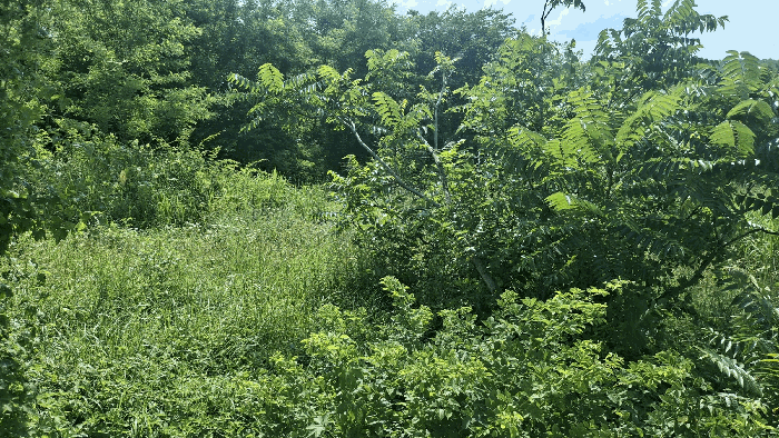 충청남도 홍성군 광천읍 신진리 356 전답 경매 물건 사진