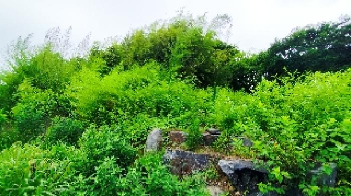 충남 보령시 오천면 대지 경매 물건 사진 4 · 2025타경15796