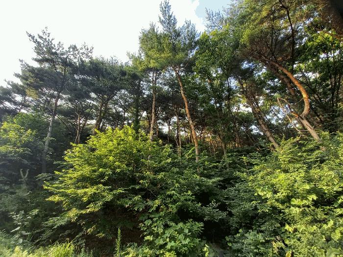 충남 홍성군 갈산면 도로 경매 물건 사진 3 · 2025타경15814