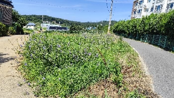 충남 보령시 신흑동 임야 경매 물건 사진 2 · 2025타경15846