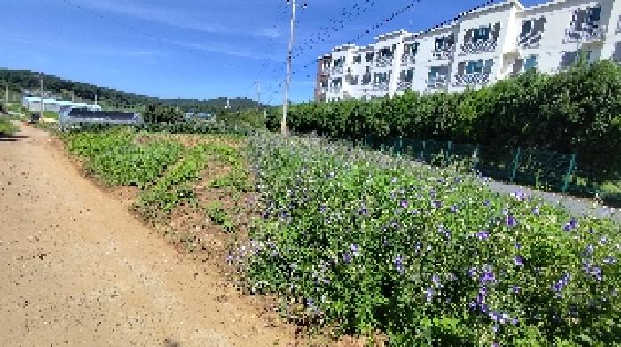 충남 보령시 신흑동 임야 경매 물건 사진 3 · 2025타경15846