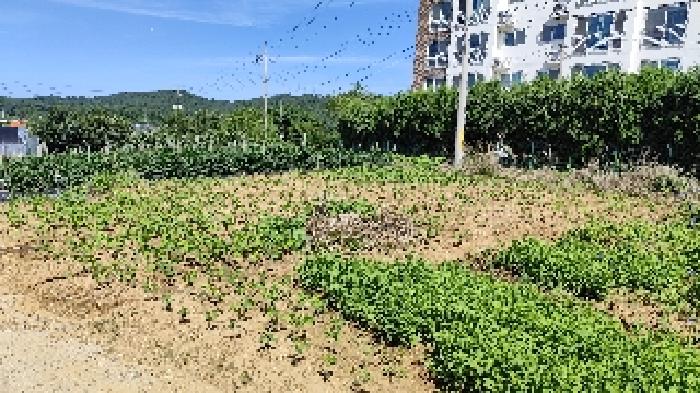 충남 보령시 신흑동 임야 경매 물건 사진 4 · 2025타경15846