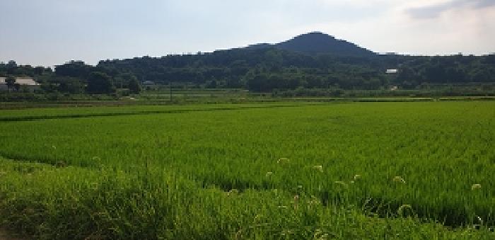 충남 예산군 광시면 답 경매 물건 사진 4 · 2025타경15861
