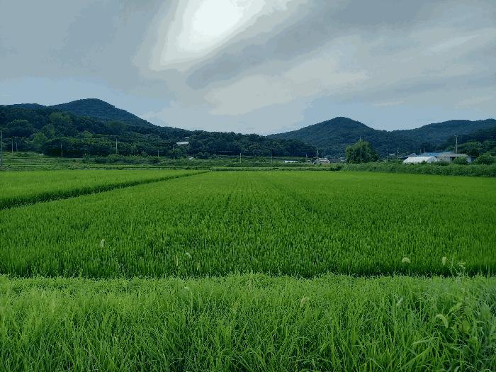 충남 예산군 광시면 답 경매 물건 사진