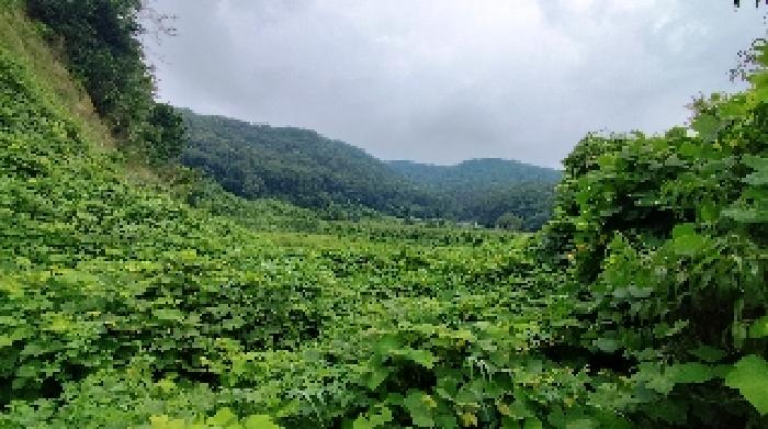 충남 보령시 천북면 임야 경매 물건 사진