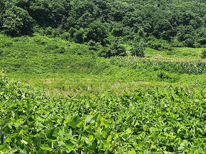 충남 보령시 천북면 임야 경매 물건 사진 5 · 2025타경15885