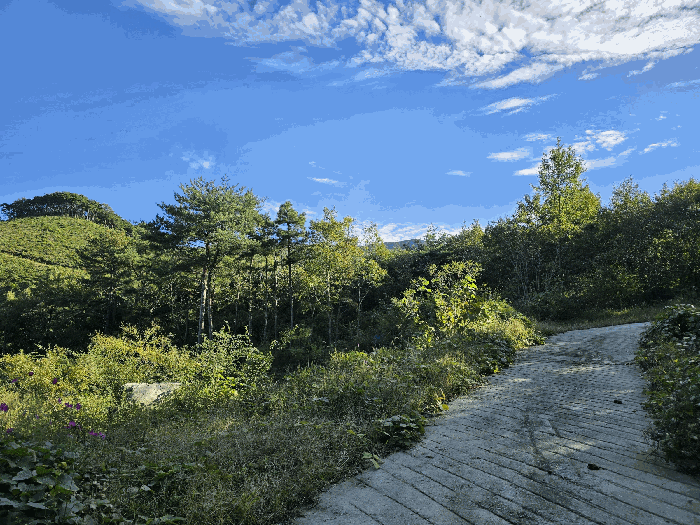 충남 보령시 청소면 임야 경매 물건 사진 5 · 2025타경16009