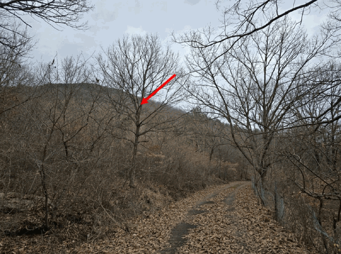 충남 예산군 광시면 임야 경매 물건 사진 4 · 2025타경16154