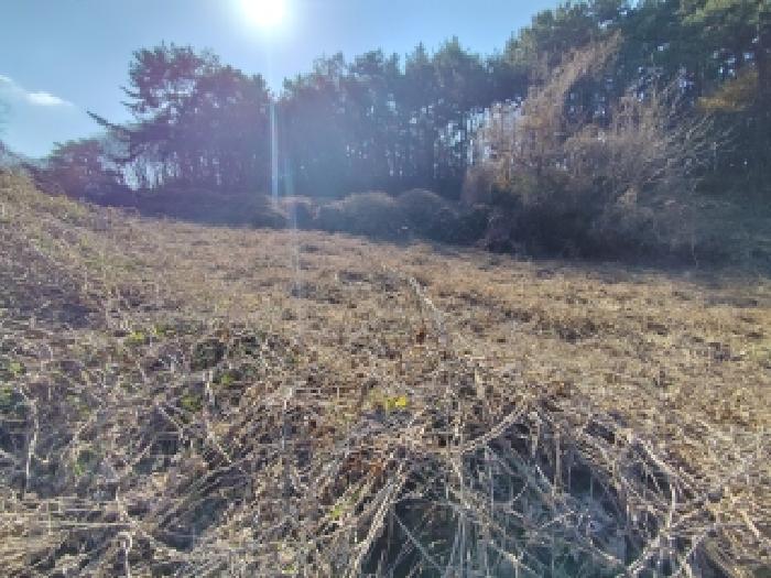 충남 보령시 웅천읍 대지,임야,전답 경매 물건 사진