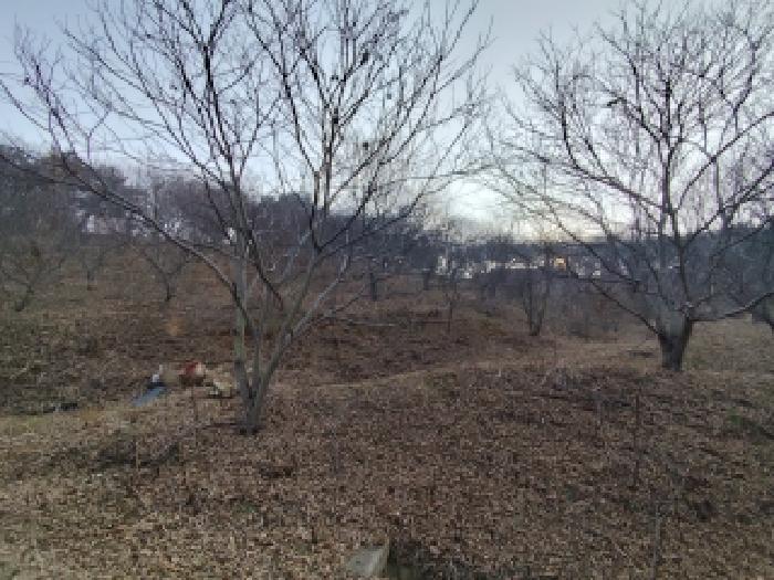 충남 서천군 시초면 임야 경매 물건 사진 4 · 2025타경16206
