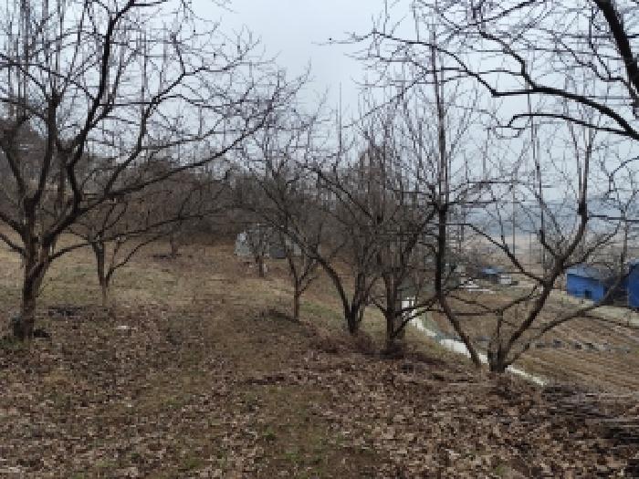 충남 보령시 청라면 대지,임야,전답 경매 물건 사진 4 · 2025타경16222