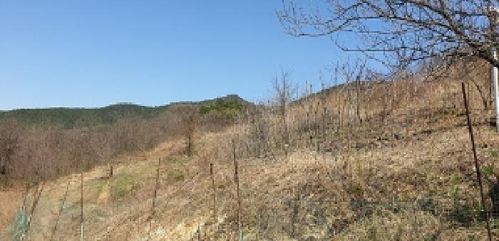 충남 예산군 예산읍 답 경매 물건 사진 5 · 2025타경863