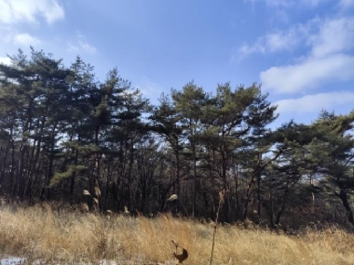 충남 보령시 웅천읍 대지,임야,전답 경매 물건 사진