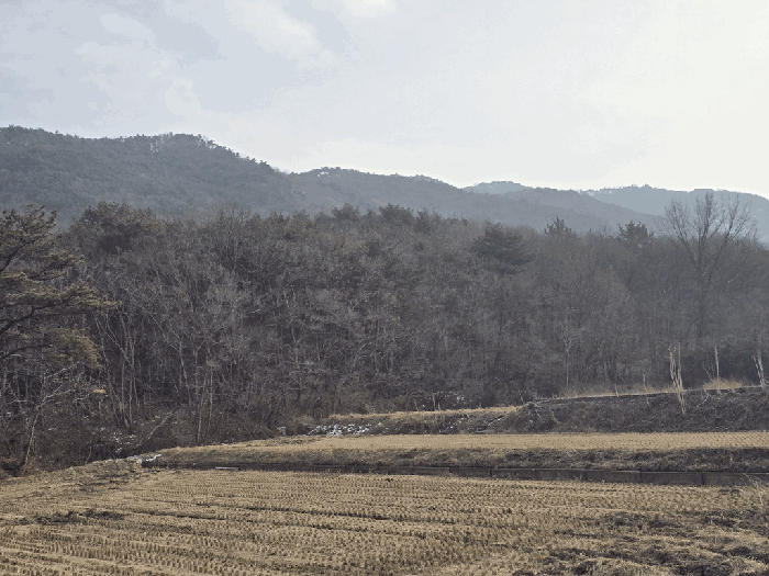 충남 보령시 웅천읍 대지,임야,전답 경매 물건 사진 5 · 2026타경15043