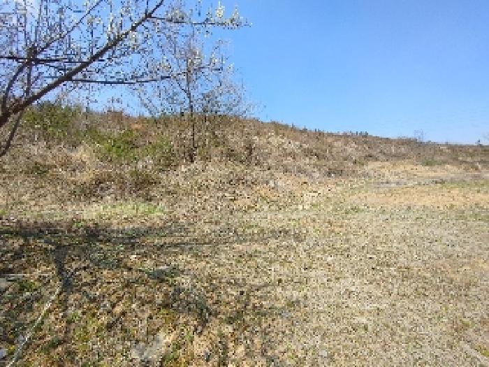 충남 부여군 부여읍 임야 경매 물건 사진 3 · 2025타경20290