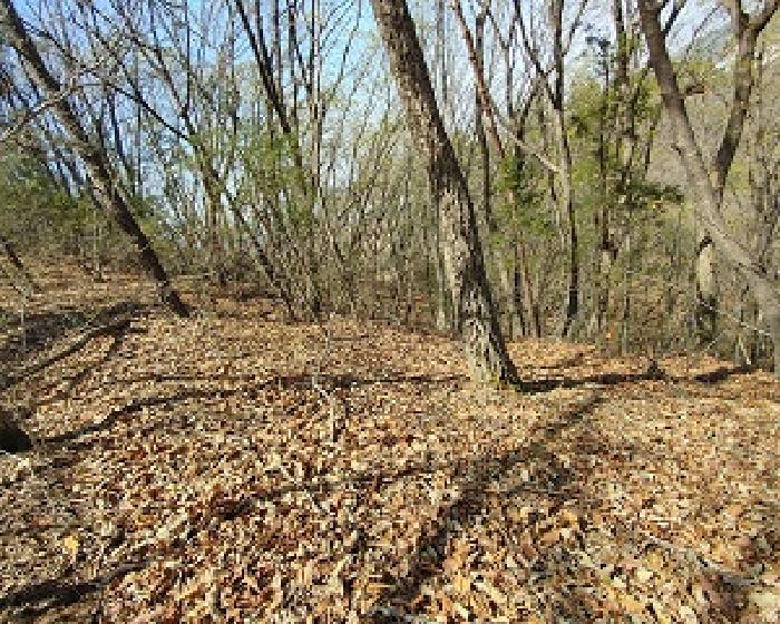 충남 부여군 부여읍 임야 경매 물건 사진 6 · 2025타경20290