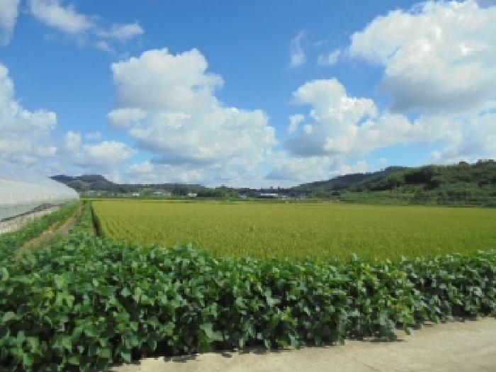 충남 부여군 양화면 답 경매 물건 사진