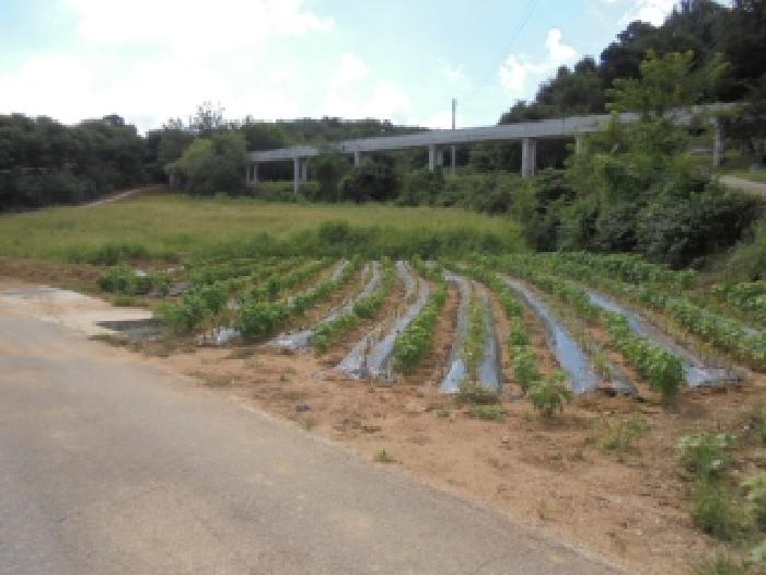 충남 부여군 양화면 답 경매 물건 사진 5 · 2025타경20455