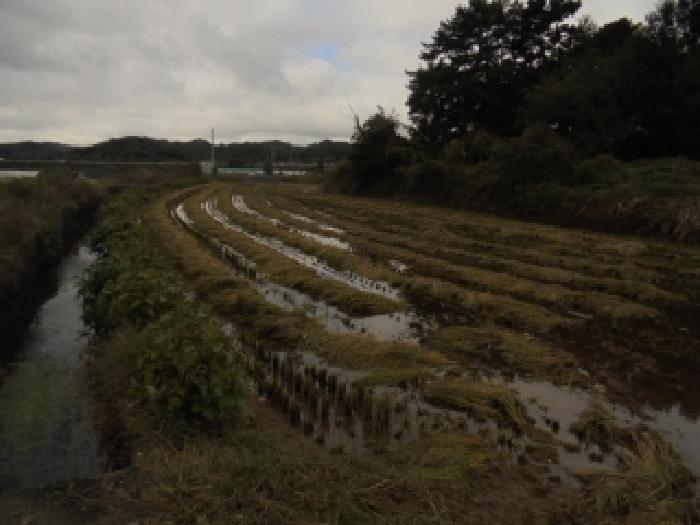 충남 부여군 석성면 전 경매 물건 사진