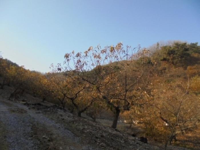 충남 부여군 규암면 임야 경매 물건 사진