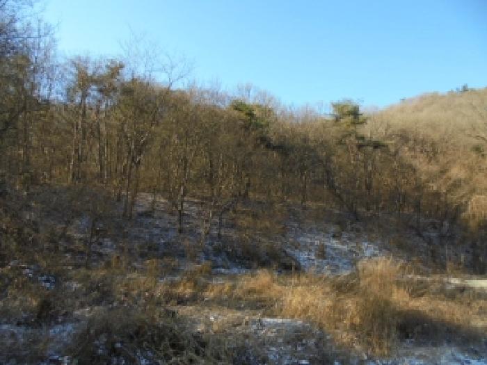 충남 부여군 부여읍 임야 경매 물건 사진 2 · 2025타경20555